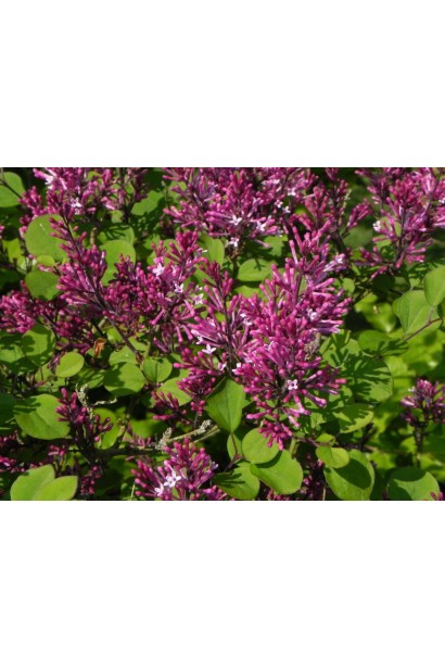 Висота бузка Ред Піксі